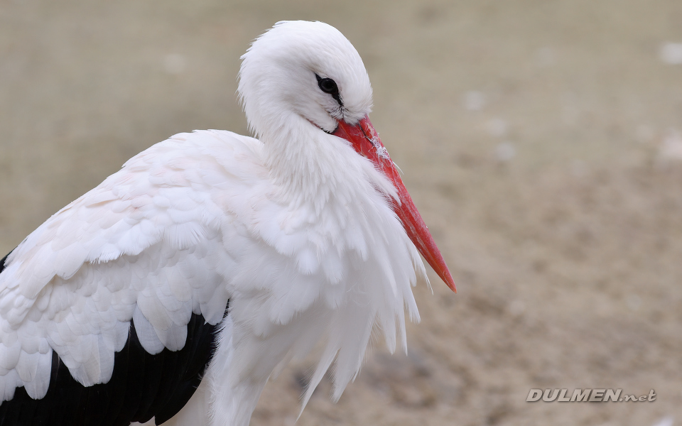 01 White stork (Ciconia ciconia)